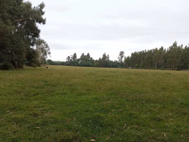 Vendo 3,56 ha de Terreno, Especial para Cultivo de Avellano, Sector Astillero, Pelarco.