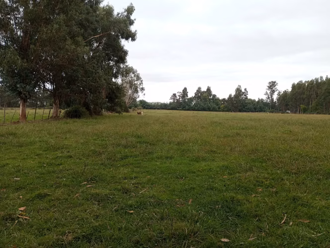 Vendo 3,56 ha de Terreno, Especial para Cultivo de Avellano, Sector Astillero, Pelarco.