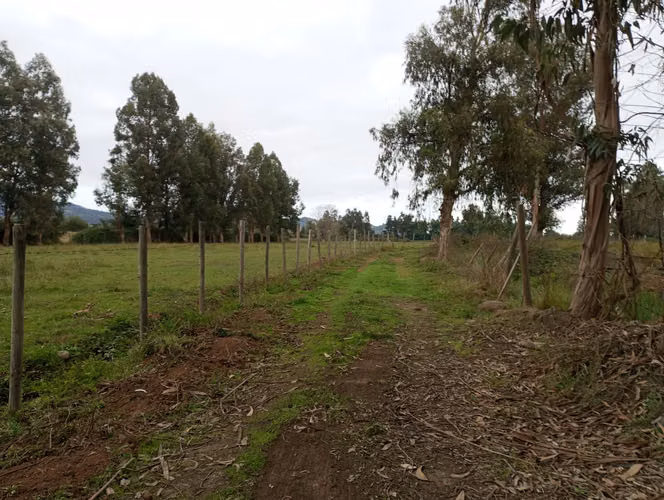 Vendo 3,56 ha de Terreno, Especial para Cultivo de Avellano, Sector Astillero, Pelarco.