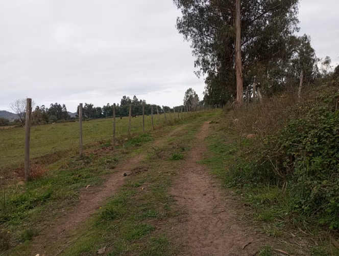 Vendo 3,56 ha de Terreno, Especial para Cultivo de Avellano, Sector Astillero, Pelarco.