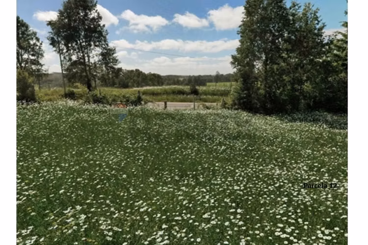 Terrenos 5.000 m² montaña región de los lagos