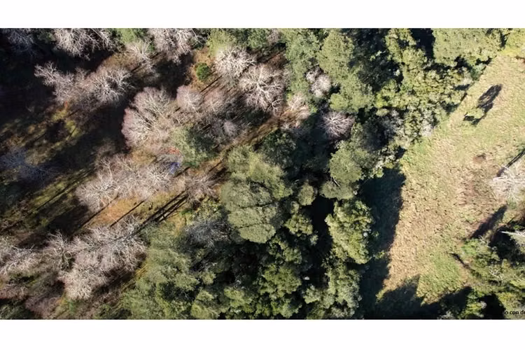 Terrenos 5.000 m² a 20 min de osorno, los lagos