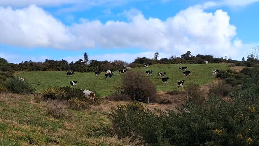Se vende terreno de 26 hectareas en Chiloé