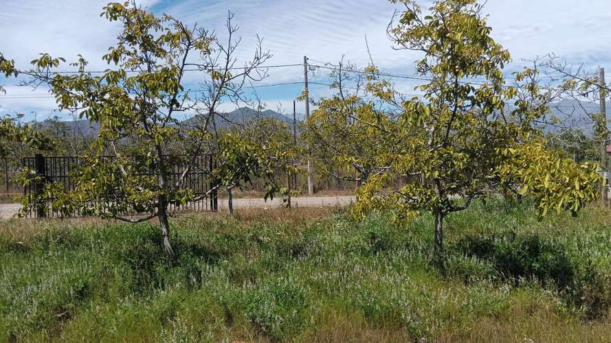 REQUINOA REGIA CASA PARCELA LOS NOGALES EL TRIGAL CHUMACO SEXTA REGION O'HIGGINS