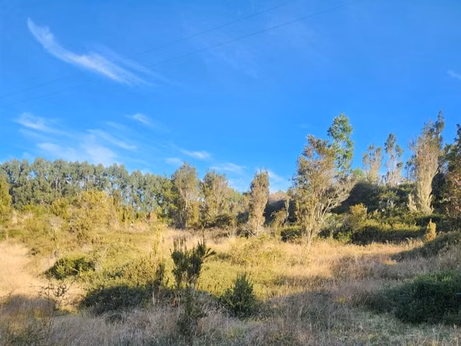 Se vende predio de 20 hectareas en Chiloé - Imagen 7