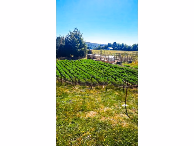 CONSTRUYE TU HOGAR EN EL PARAÍSO - PARCELA EN VENTA EN DALCAHUE, CHILOÉ
