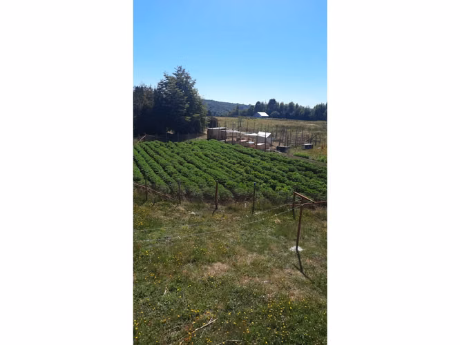 CONSTRUYE TU HOGAR EN EL PARAÍSO - PARCELA EN VENTA EN DALCAHUE, CHILOÉ
