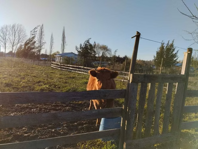 Campo 2.2 ha con casa patronal. Colbun (177385) - Imagen 10