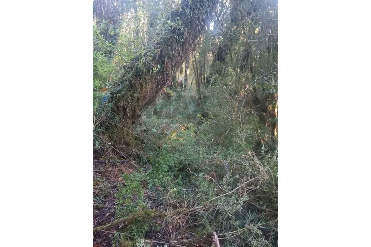 Campo-bosque nativo 253 hectareas chiloe