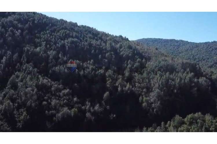 Campo-bosque nativo 253 hectareas chiloe