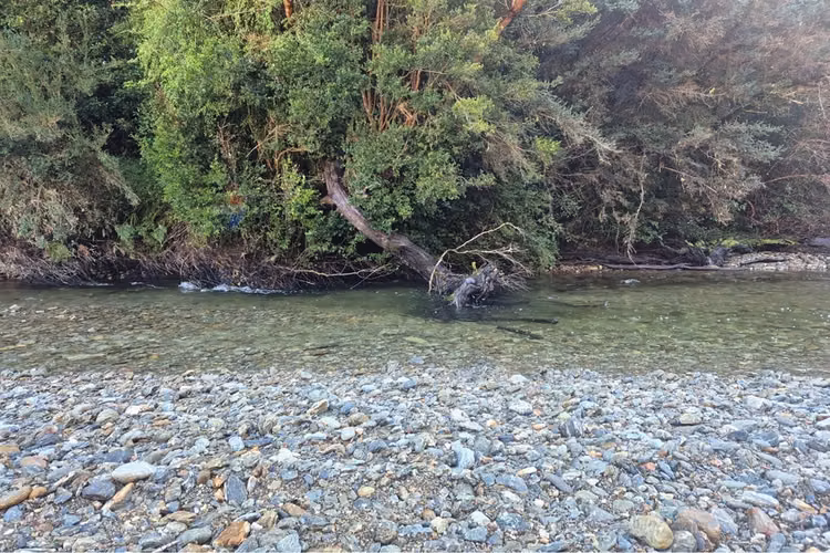 Campo-bosque nativo 253 hectareas chiloe