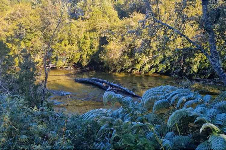 Campo-bosque nativo 253 hectareas chiloe