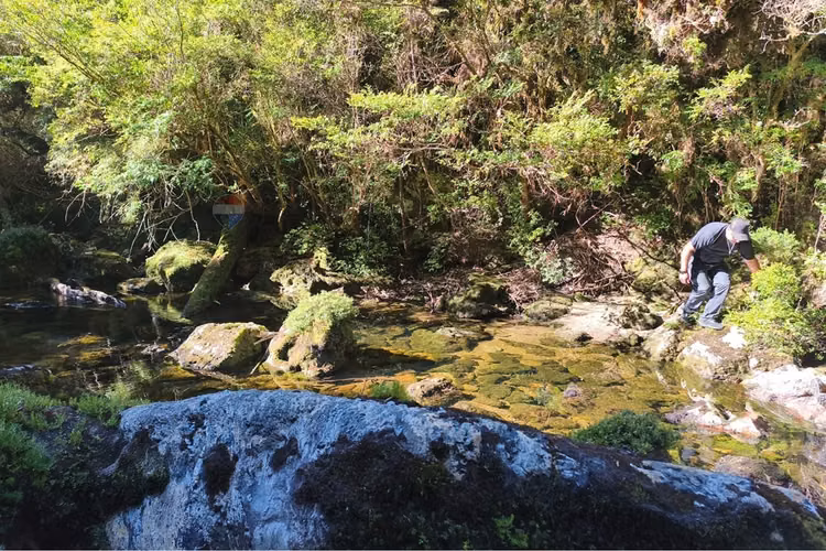 Campo-bosque nativo 253 hectareas chiloe