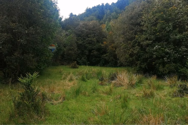 Campo-bosque nativo 253 hectareas chiloe
