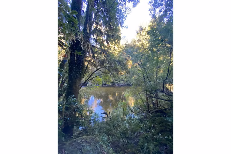 Campo-bosque nativo 253 hectareas chiloe