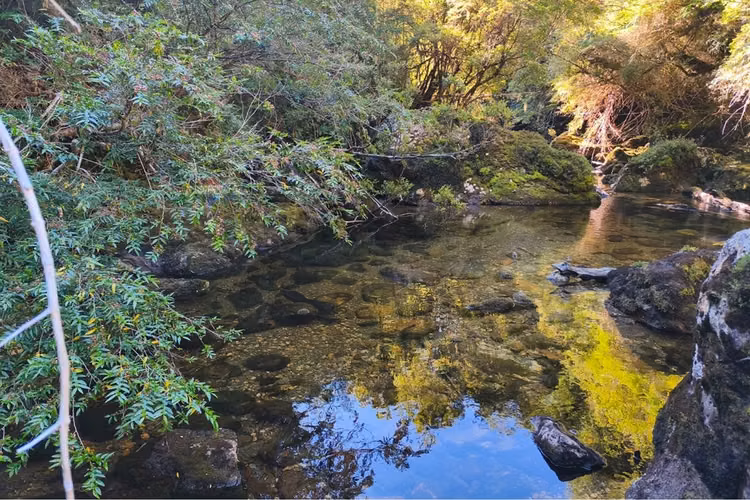 Campo-bosque nativo 253 hectareas chiloe
