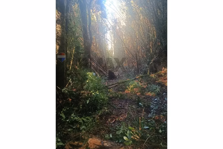 Campo-bosque nativo 253 hectareas chiloe