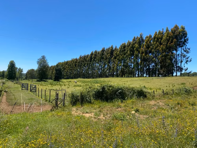 VENTA DE PARCELA AGRICOLA EN LAUTARO 5000 MTRS2 TE