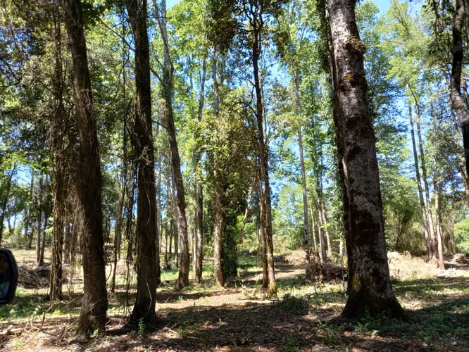 Parcelas Cunco