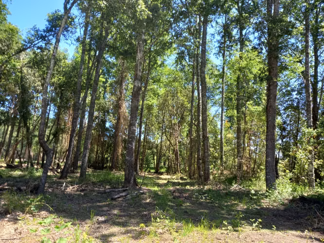 Parcelas Cunco