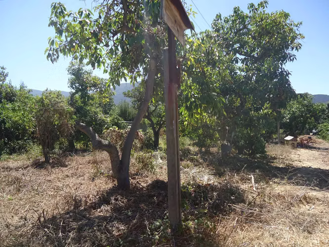 OPORTUNIDAD ÚNICA: 1.6 Ha en Boco con IFC  (177608)