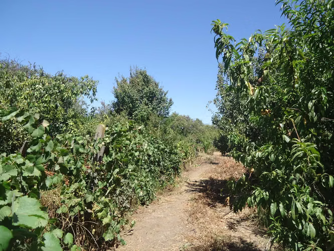 OPORTUNIDAD ÚNICA: 1.6 Ha en Boco con IFC  (177608)