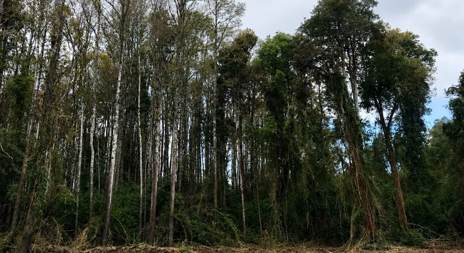 Exclusivo Condominio con Club House y Lagunas a Solo 11 Minutos (14 km) de Osorno