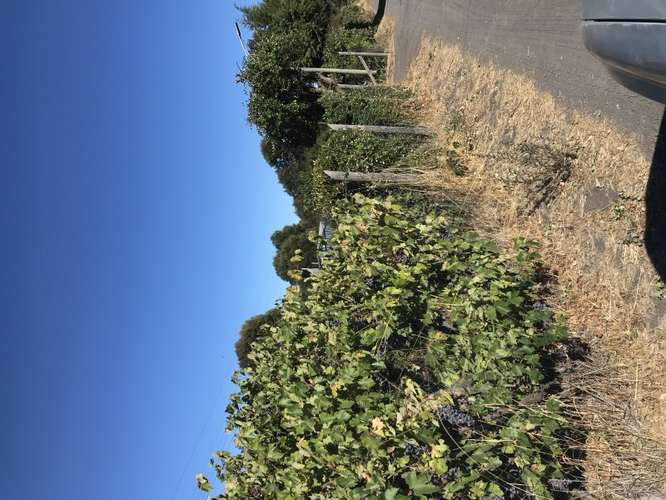 VENDO PARCELA CON CASA EN CHACAYAL SUR, LOS ANGELES - Imagen 9