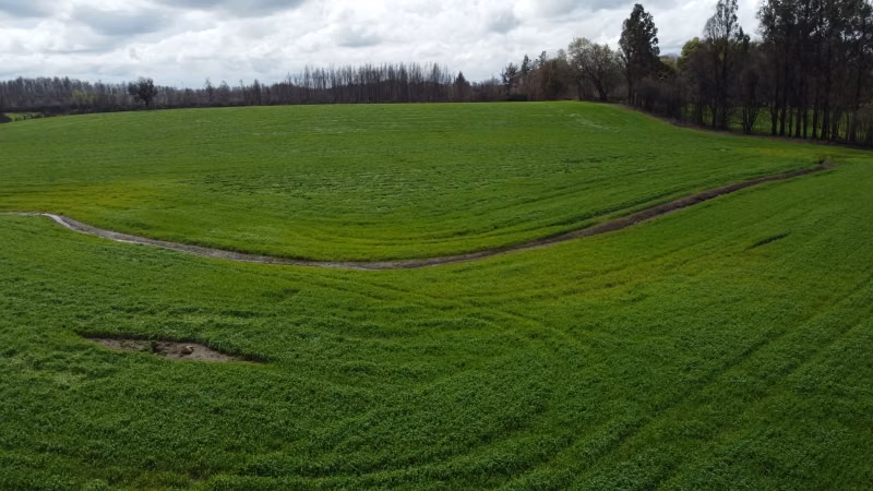 Vendo campo 100 has en Mulchen