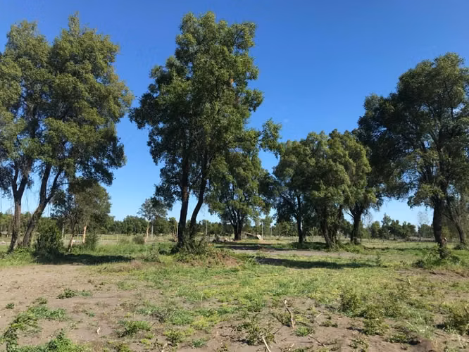VENDO PARCELAS AGRICOLAS EN CABRERO