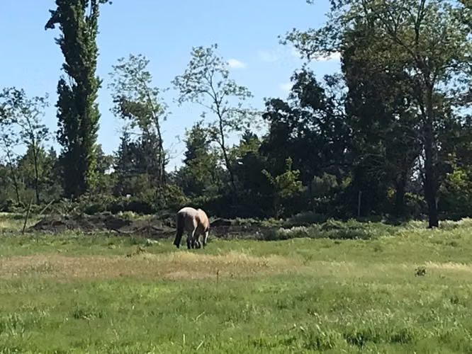 VENDO PARCELAS AGRICOLAS EN CABRERO