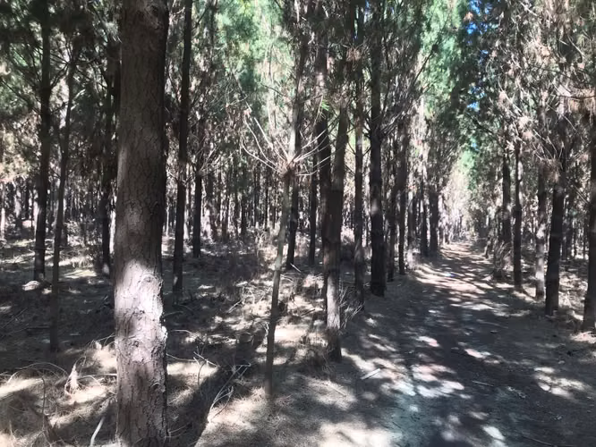 VENDO 12.7 HECTAREAS DE BOSQUE PLANO EN CHACAYAL, LOS ANGELE - Imagen 13