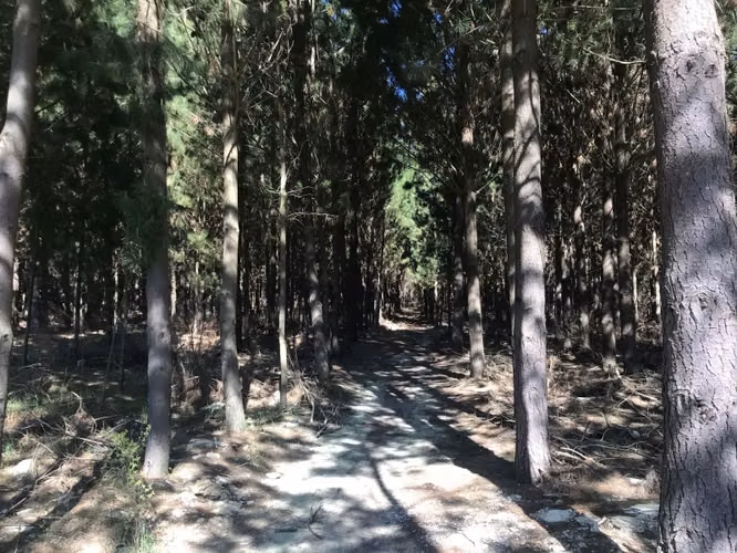 VENDO 12.7 HECTAREAS DE BOSQUE PLANO EN CHACAYAL, LOS ANGELE - Imagen 10