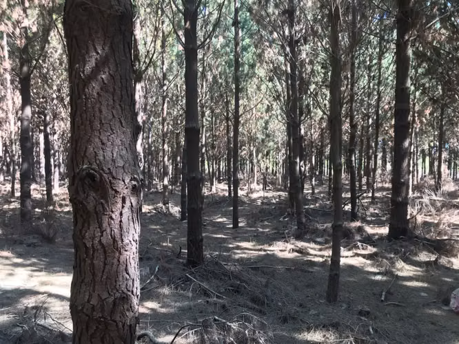 VENDO 12.7 HECTAREAS DE BOSQUE PLANO EN CHACAYAL, LOS ANGELE - Imagen 6