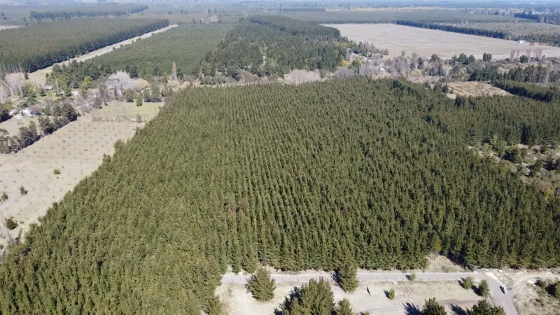 VENDO 12.7 HECTAREAS DE BOSQUE PLANO EN CHACAYAL, LOS ANGELE