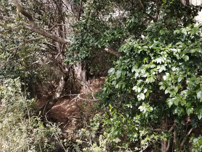 SE VENDE PARCELA ANTUCO