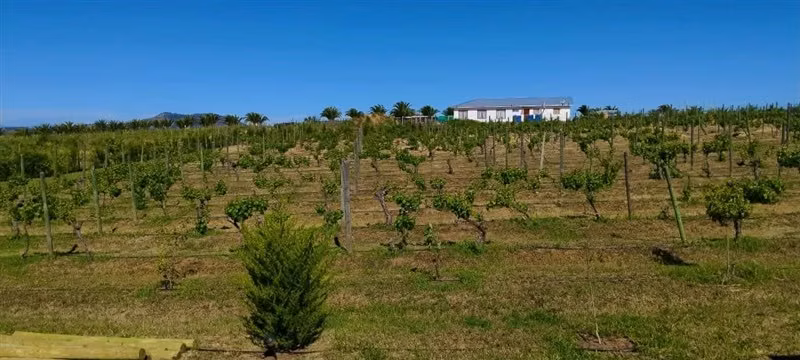 Parcelas planas con viñedo 40 minutos Santa Cruz y 2:15 STGO - Imagen 14