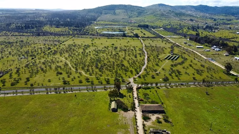Parcelas planas con viñedo 40 minutos Santa Cruz y 2:15 STGO - Imagen 17