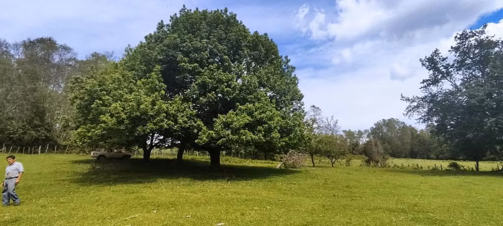 Parcela de 5.000 m² con Empalme Eléctrico – Cerro Pitrén, Calafquén-Panguipulli