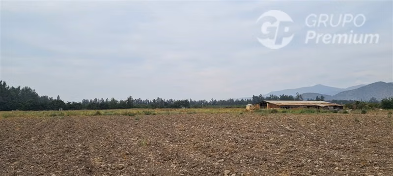 Terreno Agrícola de alta producción en venta en Talagante