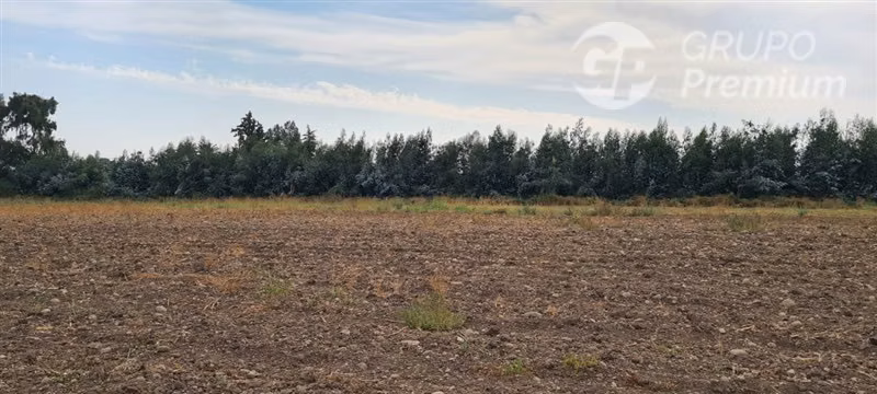 Terreno Agrícola de alta producción en venta en Talagante