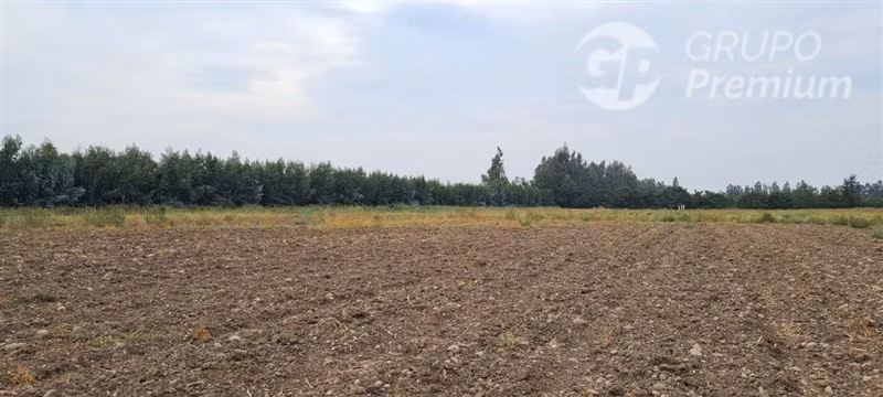 Terreno Agrícola de alta producción en venta en Talagante