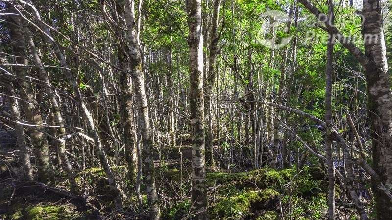 Fundo Agrícola y Ganadero de 475.Ha en venta en Lago Verde