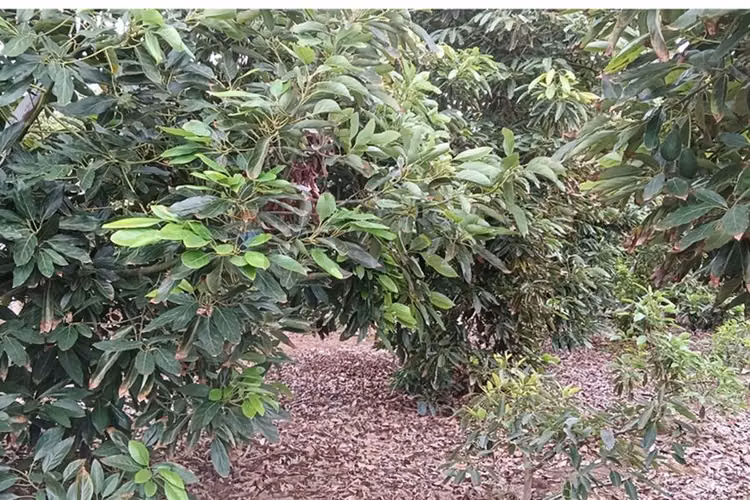 Venta de terreno  productivo con paltos hass