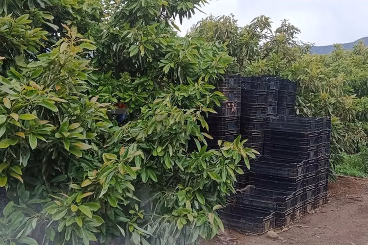 Venta de terreno  productivo con paltos hass