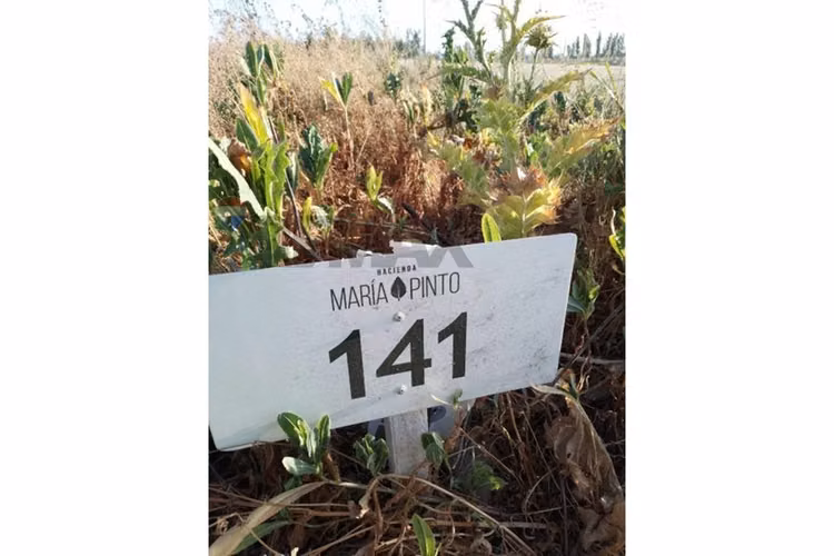 Terreno plano en condominio con seguridad