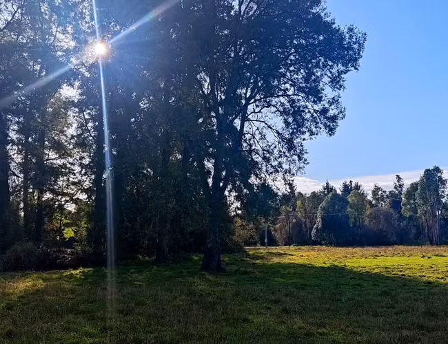 Parcelas de 5.000 m² con Crédito Directo – Ruta CH-203 camino a Panguipulli