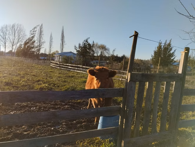 2,5 ha con casa patronal en Paso Rari. Colbun