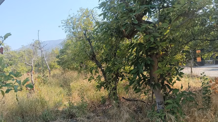 VENDO PARCELA  CONDOMINIO DE PALTOS EN LA APARICION DE PAINE ORIENTE