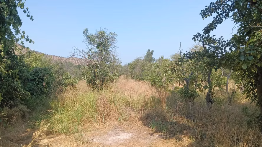VENDO PARCELA  CONDOMINIO DE PALTOS EN LA APARICION DE PAINE ORIENTE